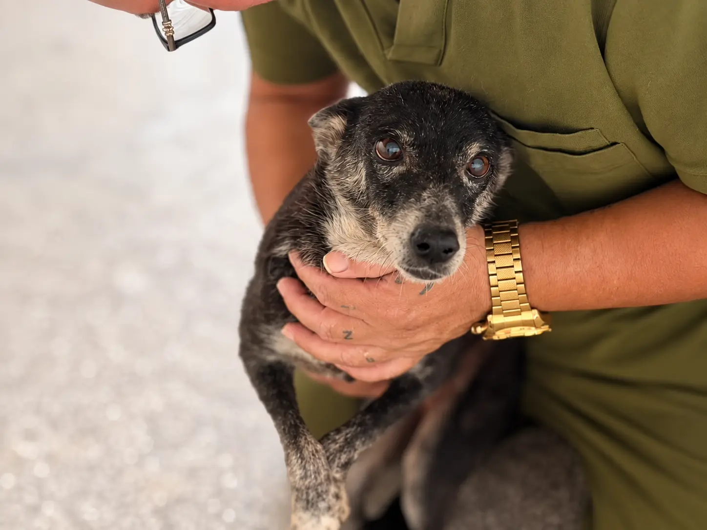ADOÇÃO - Histórias de superação ajudam cães resgatados a encontrar uma nova família em Porto Velho